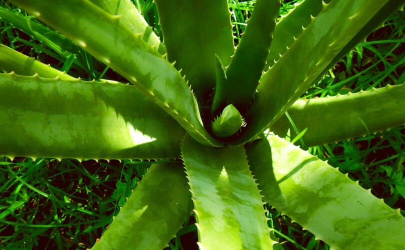 Natural Anti-Aging Treatments with Aloe Vera