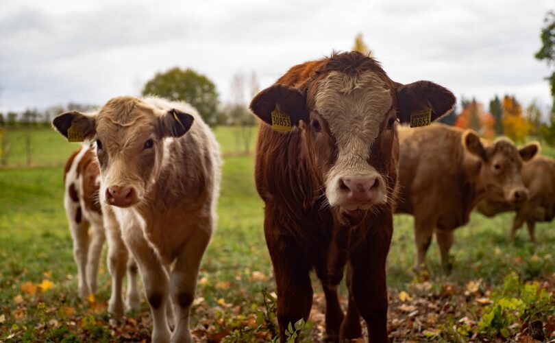 Dairy Products That Increase Blood Sugar