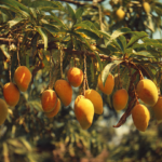 Worried about gaining weight from mangoes?