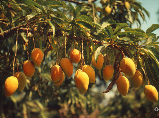Worried about gaining weight from mangoes?